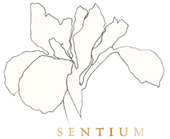 センティアム<br>Sentium